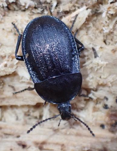 Phosphuga atrata